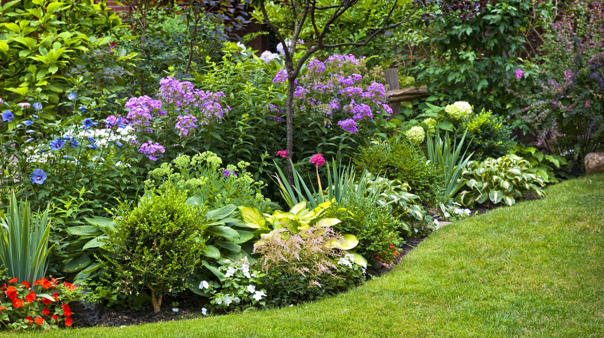 Garden and flowers