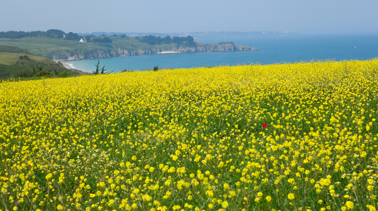 Beautiful rural landscape of Belle-Ile-en-Mer in France