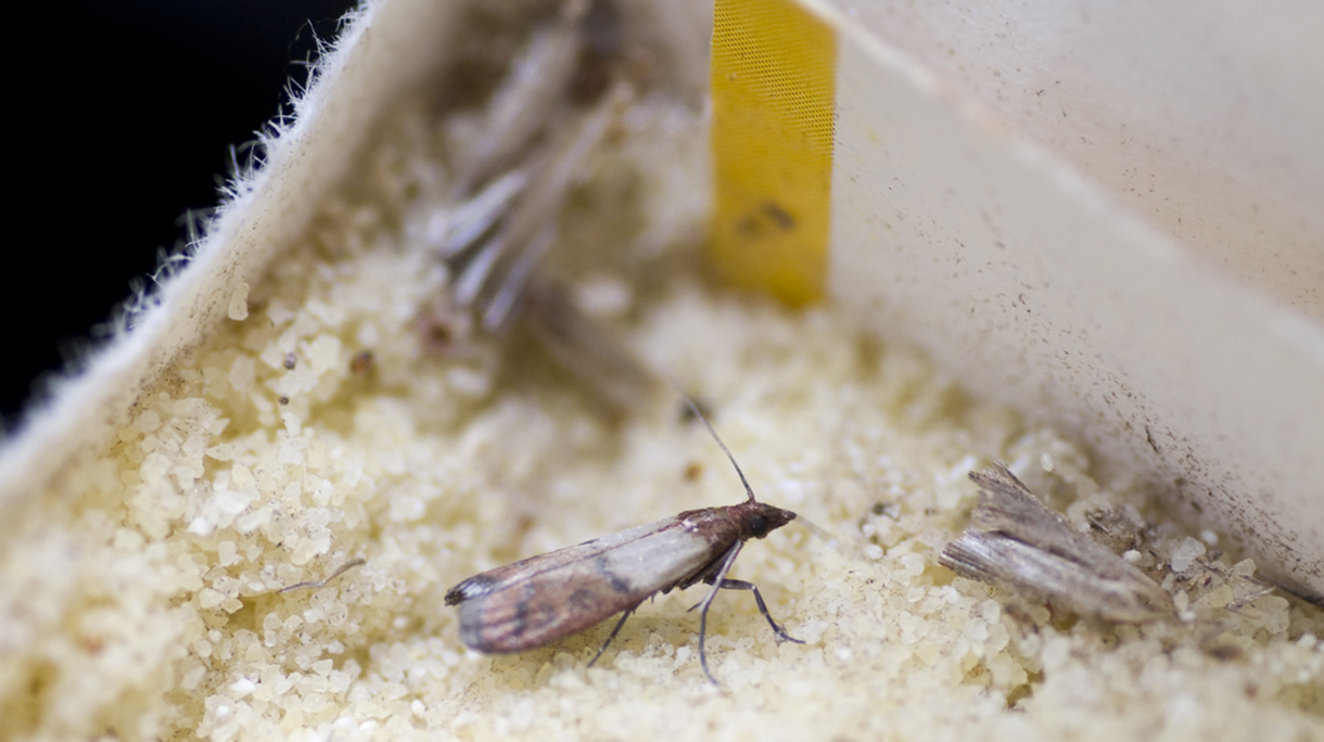 moth in semolina – Lebensmittelmotte auf Grieß