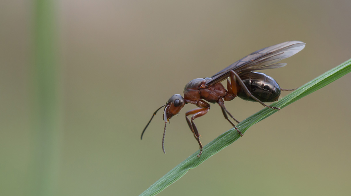 Kahlr?ckige Waldameise (Formica polyctena) K?nigin