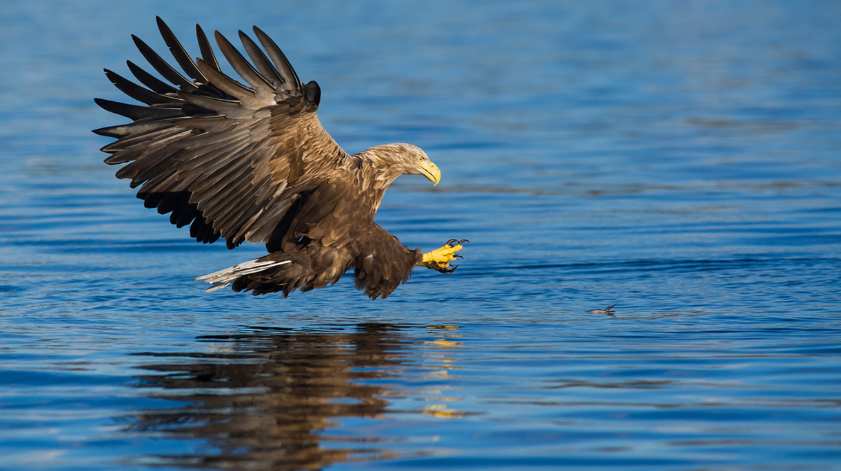 Whitetailed Eagle