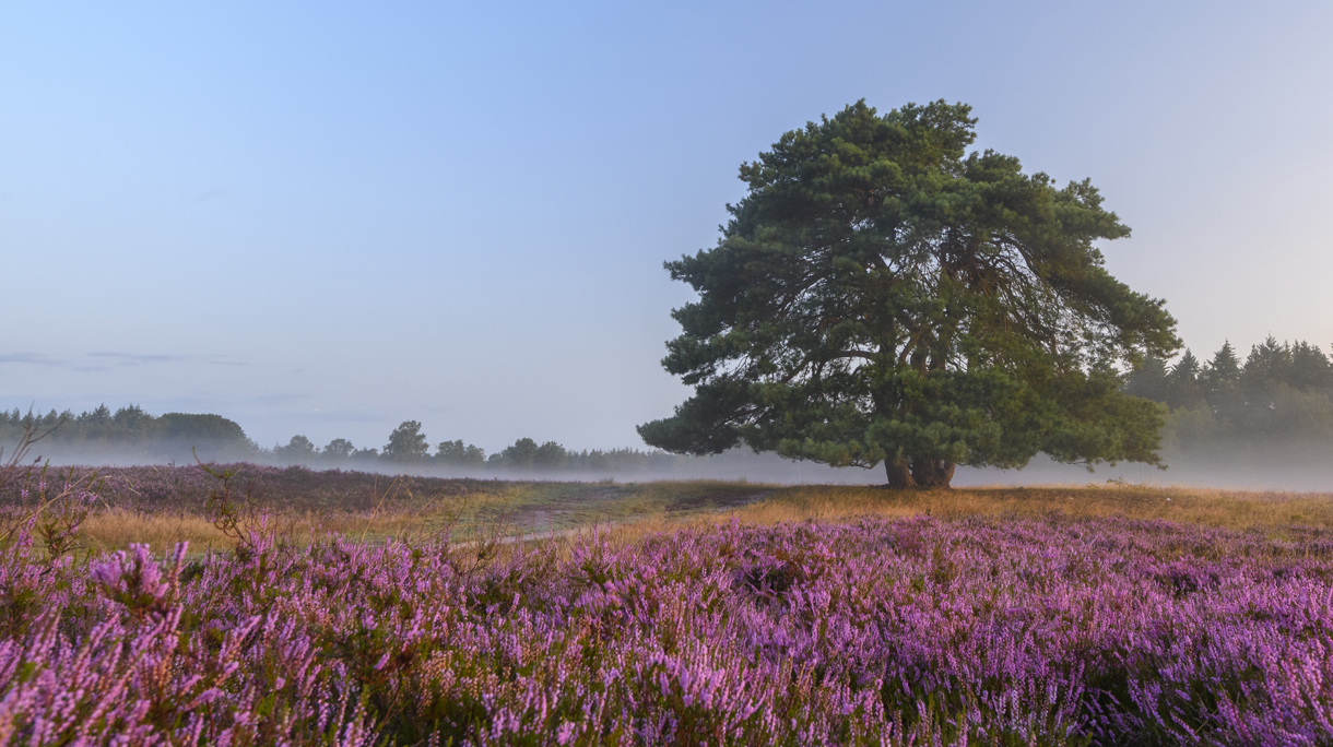 Blooming Heather plants in Heathland landscape during sunrise in summer