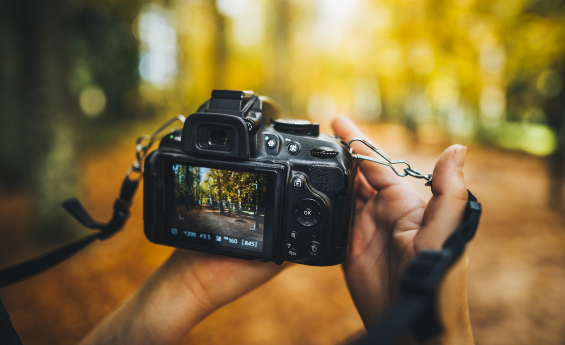 Camera capturing a forest