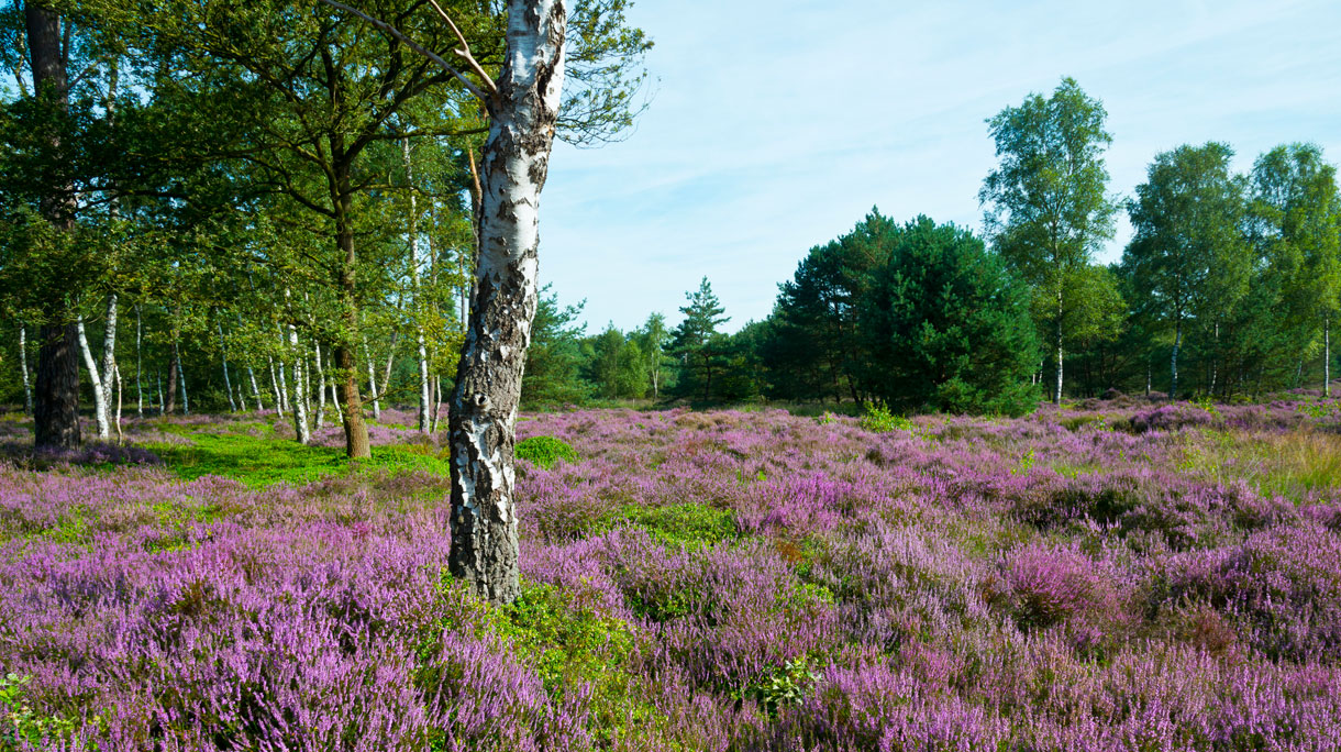 heide-pol