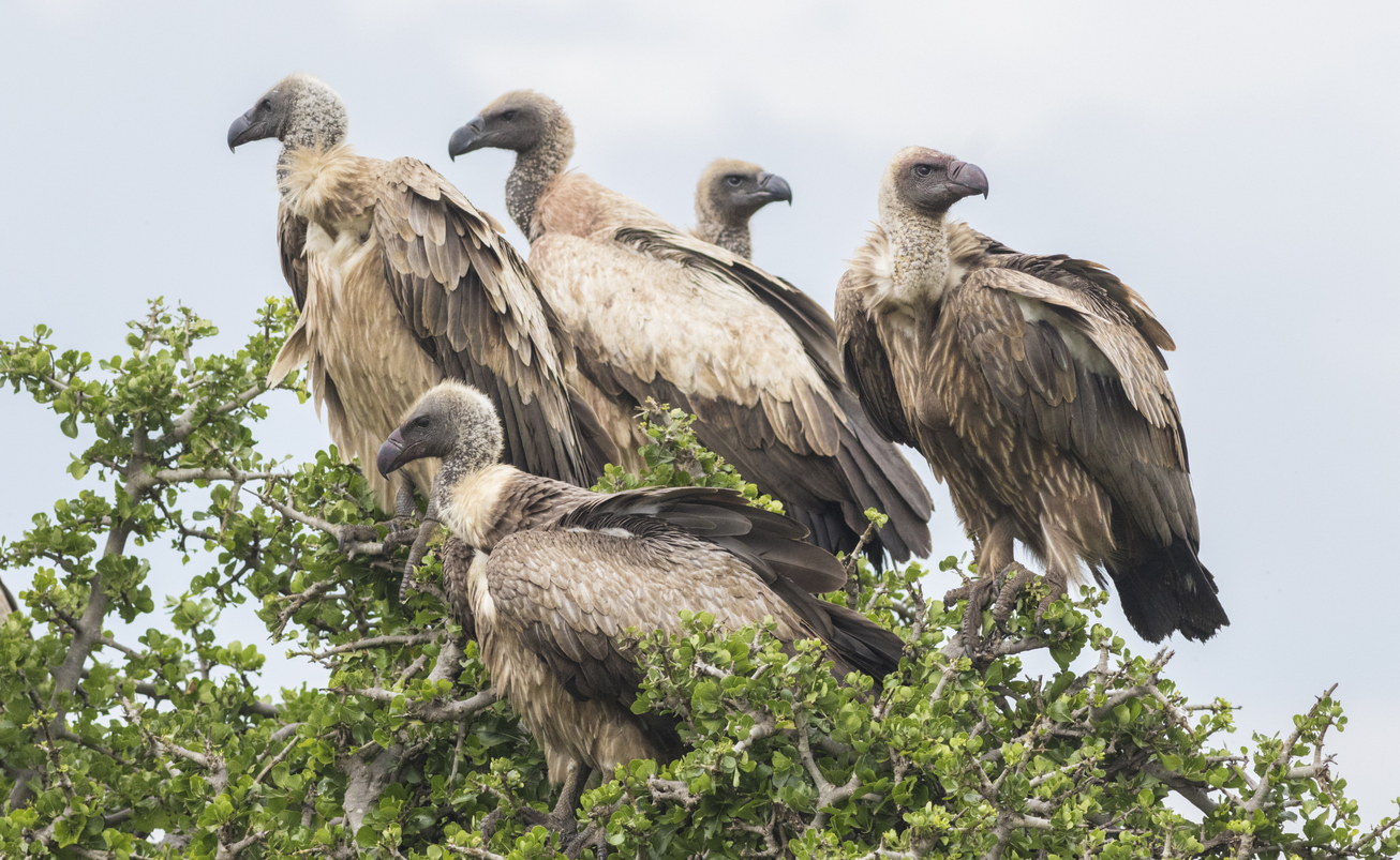 Five White-backed vultures
