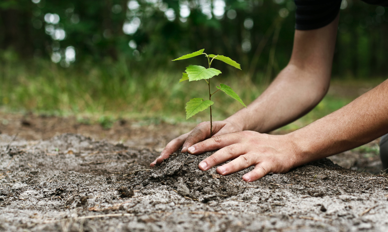 Young man’s hands planting tree sapling