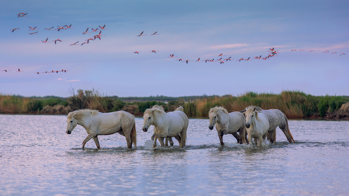 white horses at sunset