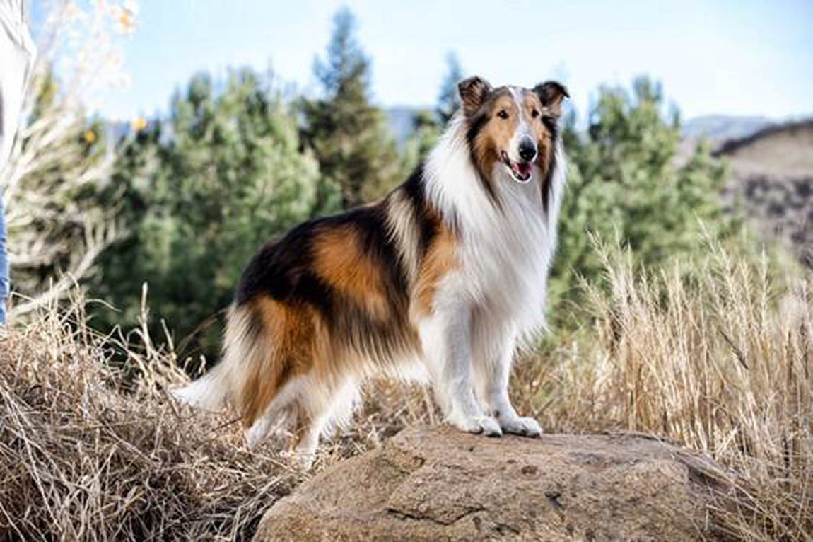 lassie-3