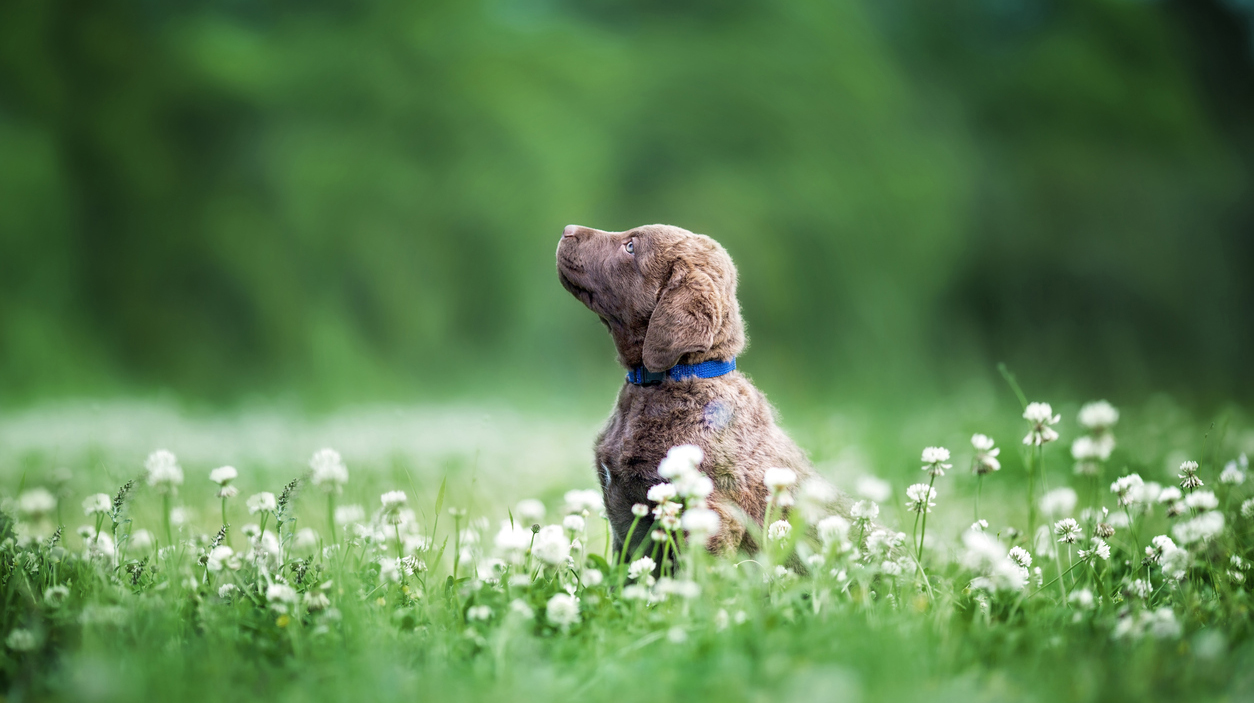 Puppy