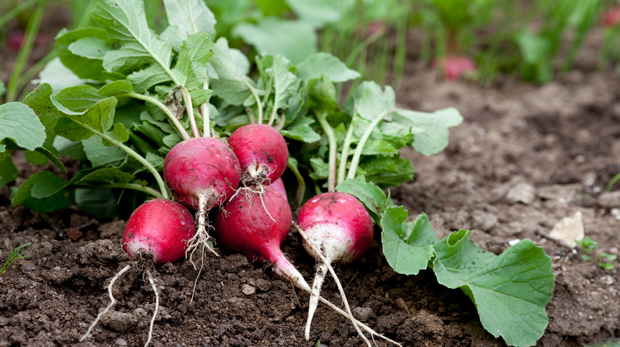 Fresh radish growing in garden