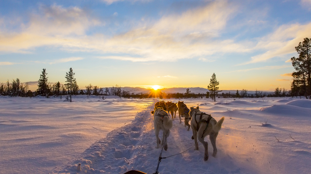 Dog sledding with huskies in beautiful sunset