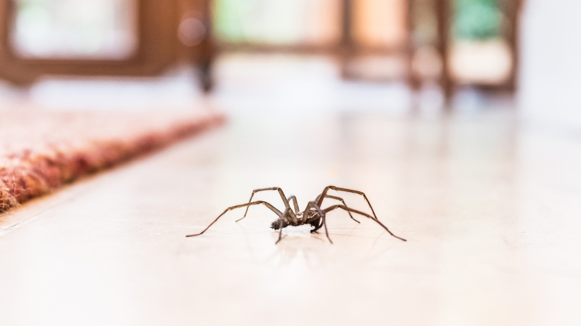 common house spider on the floor in a home