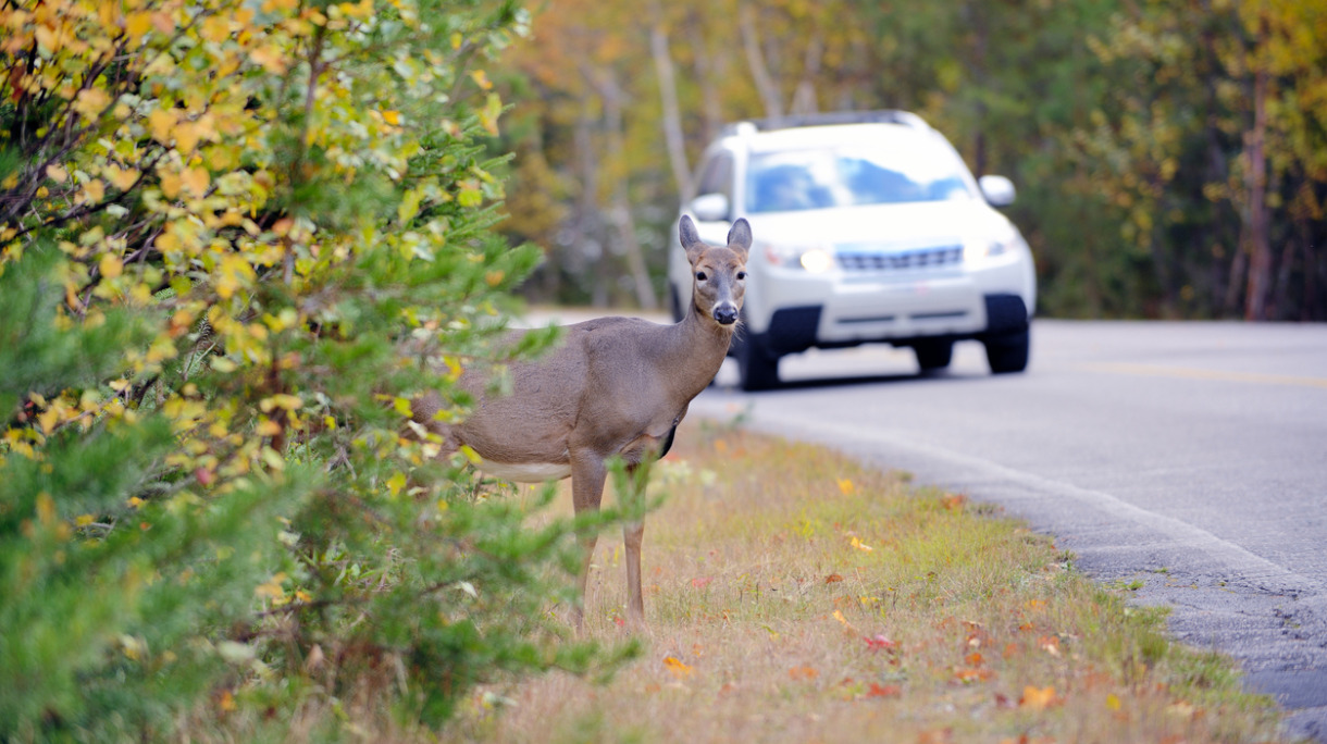 deer-on-the-edge-of-the-road-just-before-vehicle-picture-id522021227