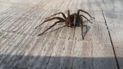 Brown spider at the wood