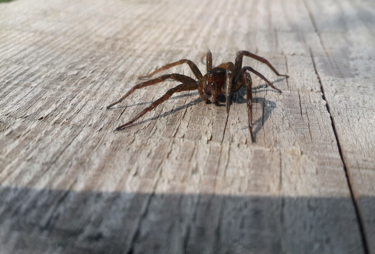 Brown spider at the wood