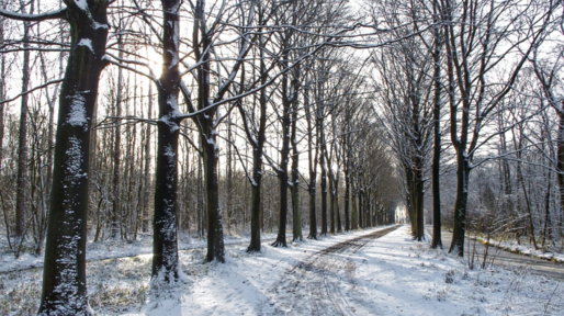 hoofdbeeld_winter_1220
