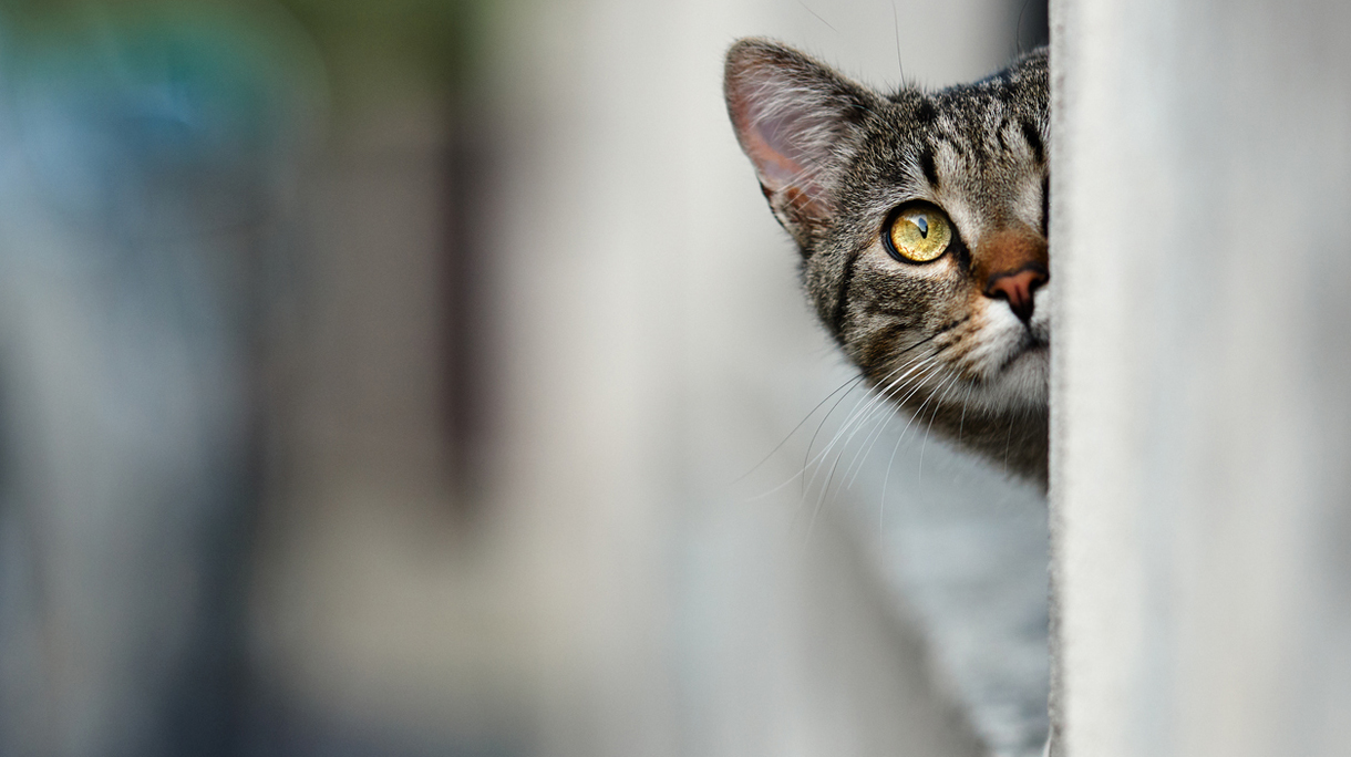 hiding kitty looking up