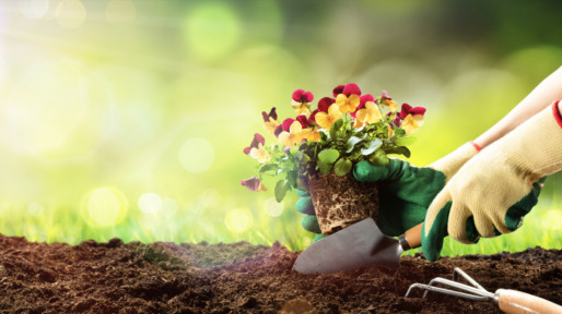 gardening-planting-a-pansy-in-garden-picture-id644727100