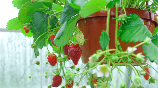 Potted Riped Garden Strawberry Hanging In Greenhouse