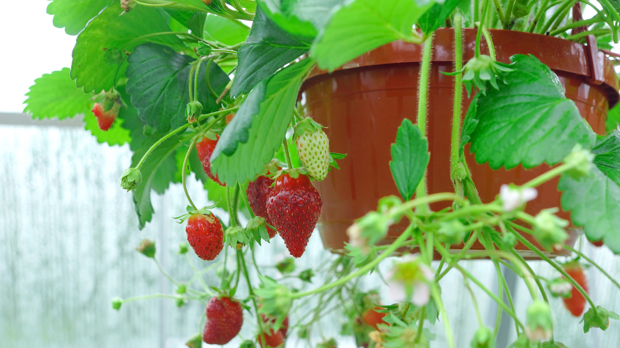 Potted Riped Garden Strawberry Hanging In Greenhouse