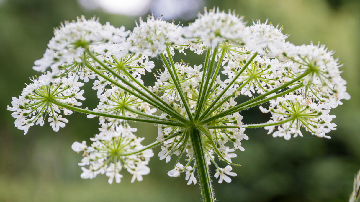 Cow parsley