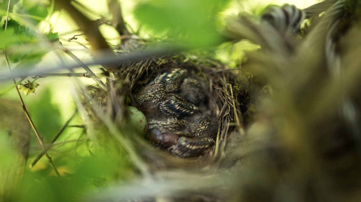 birds-in-a-bird-nest-picture-id612614366