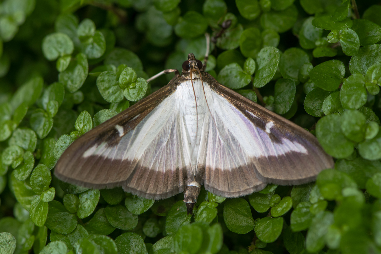 Box tree moth (Cydalima perspectalis)