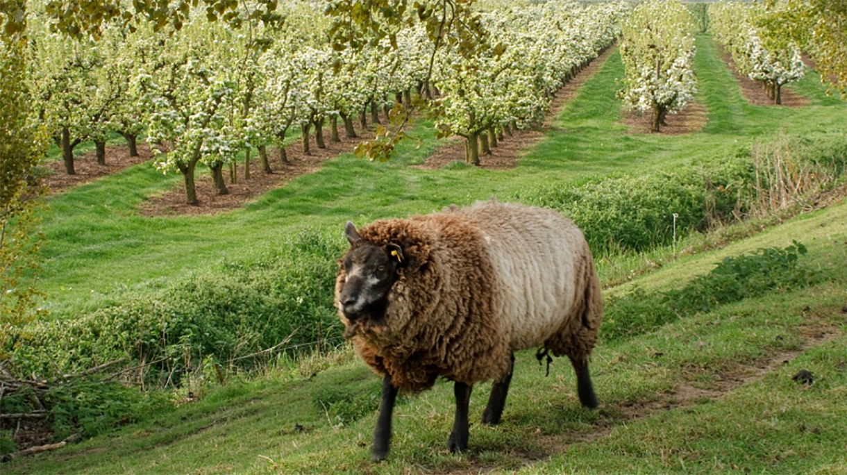 schaap_12202