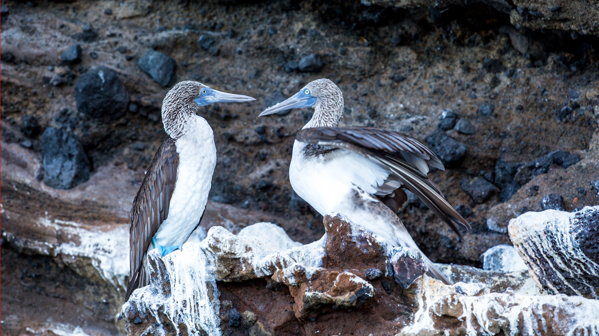 Galapagos_BasvanOortHR1.jpg