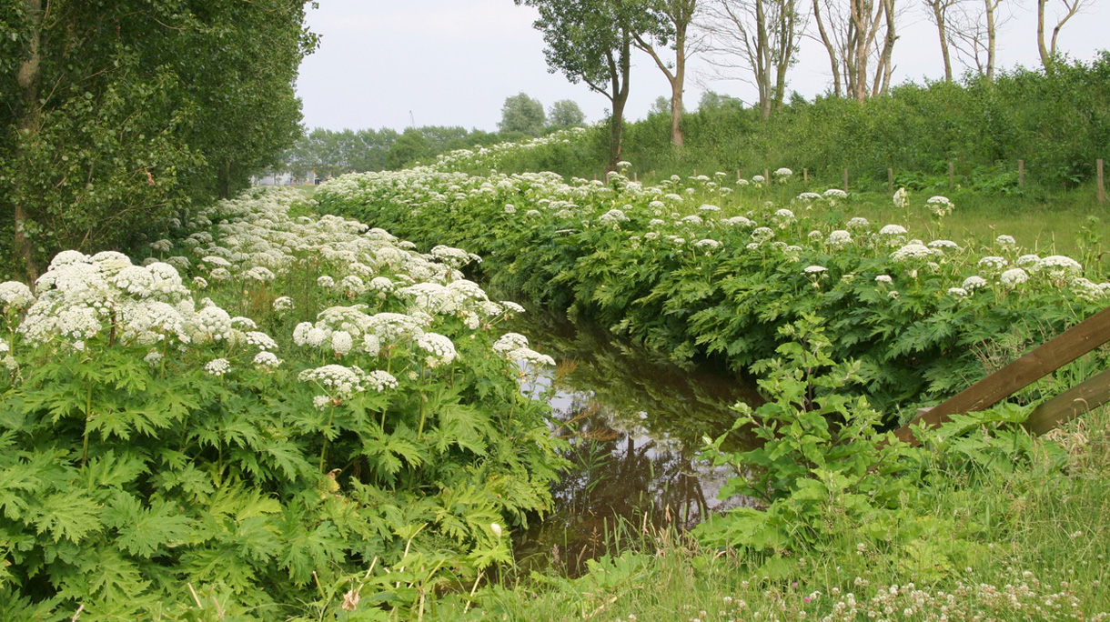 berenklauw-hoofdbeeld