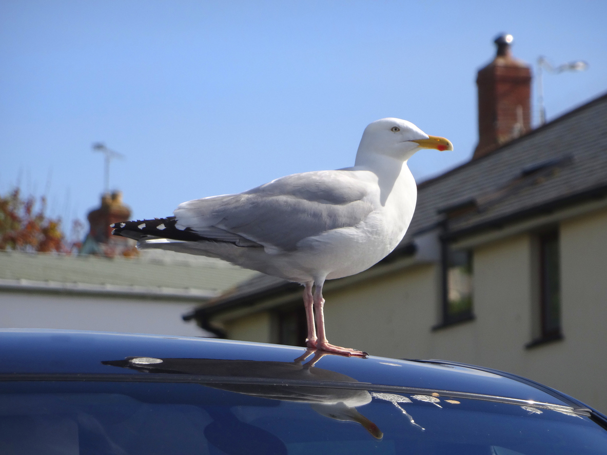 Image of large European herring gull / seagull standing on car