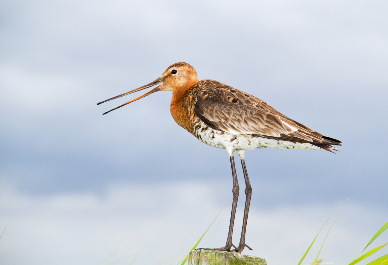 Black-tailed godwit