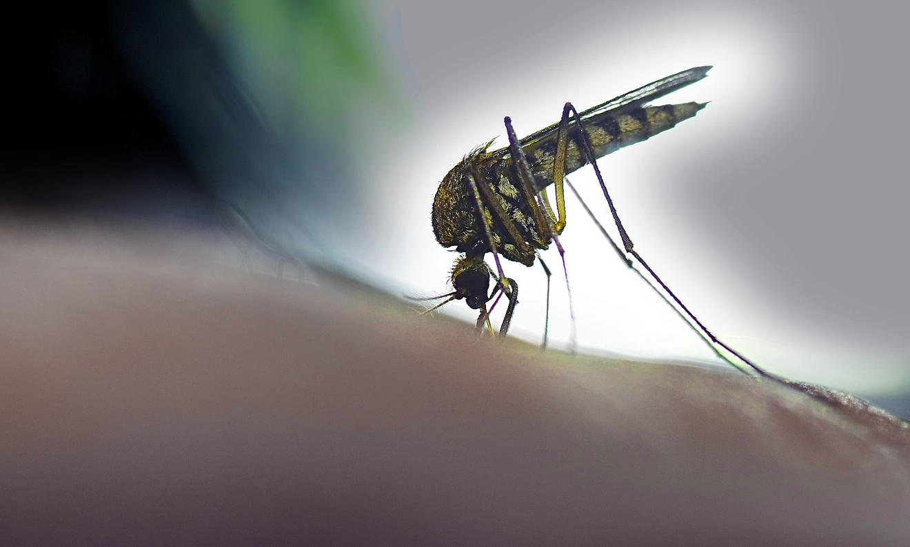 MOSQUITO