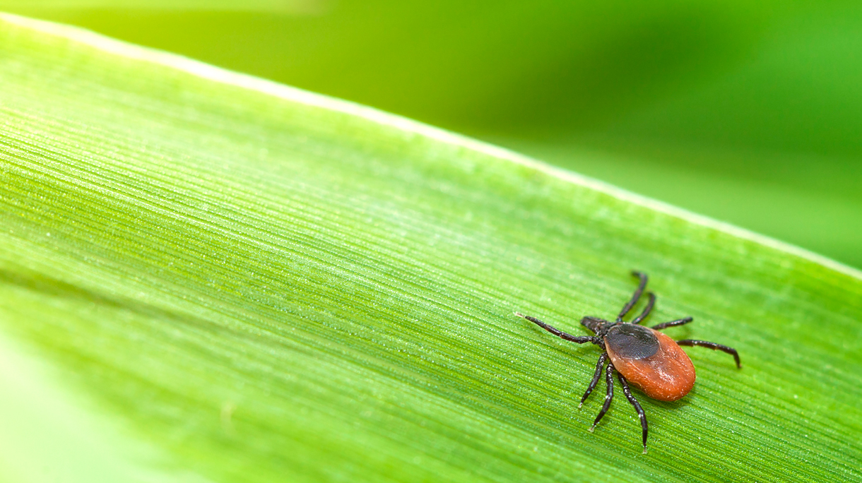 istock-543342348