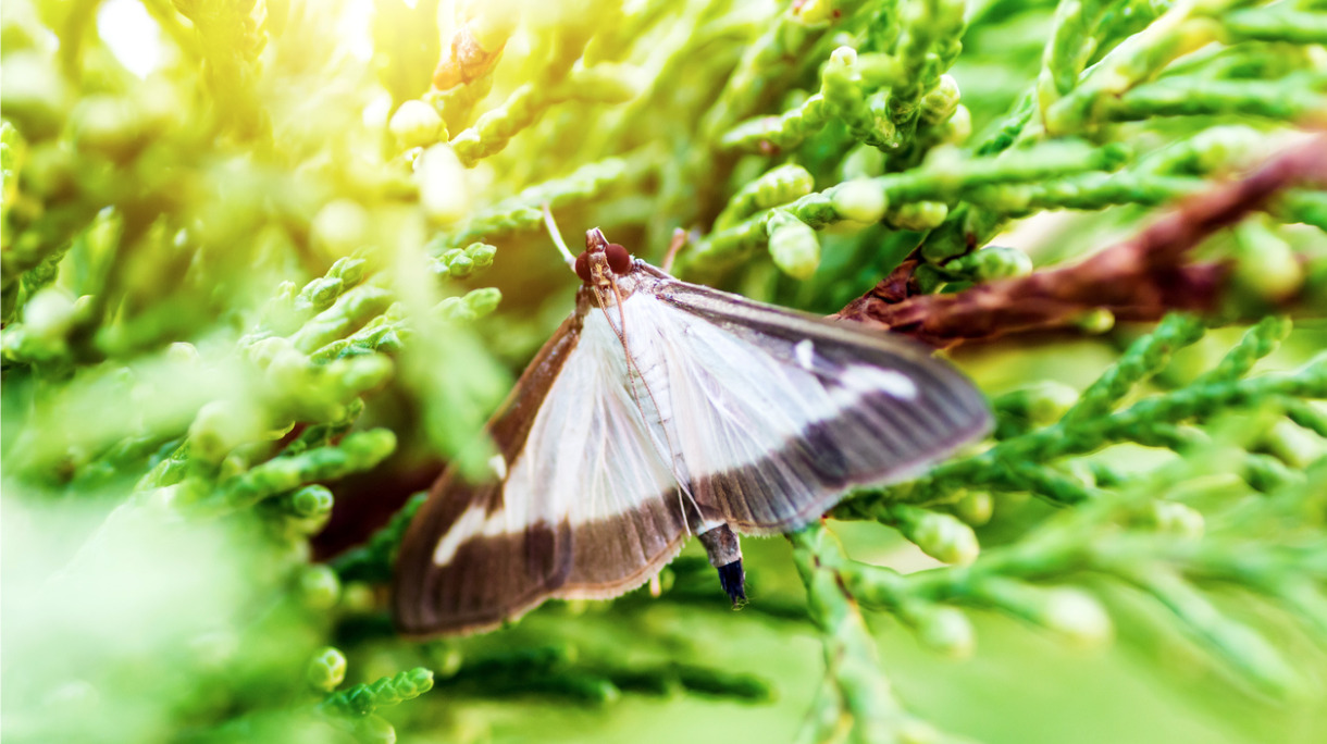 cydalima-perspectalis-or-pyrale-du-buis-or-boxwood-butterfly-insect-picture-id610746430