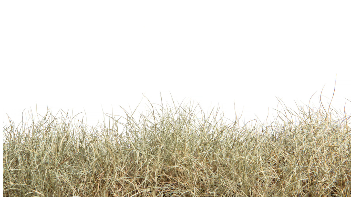 dried-grass-isolated-on-white-backgrounddry-grass-field-picture-id925020894