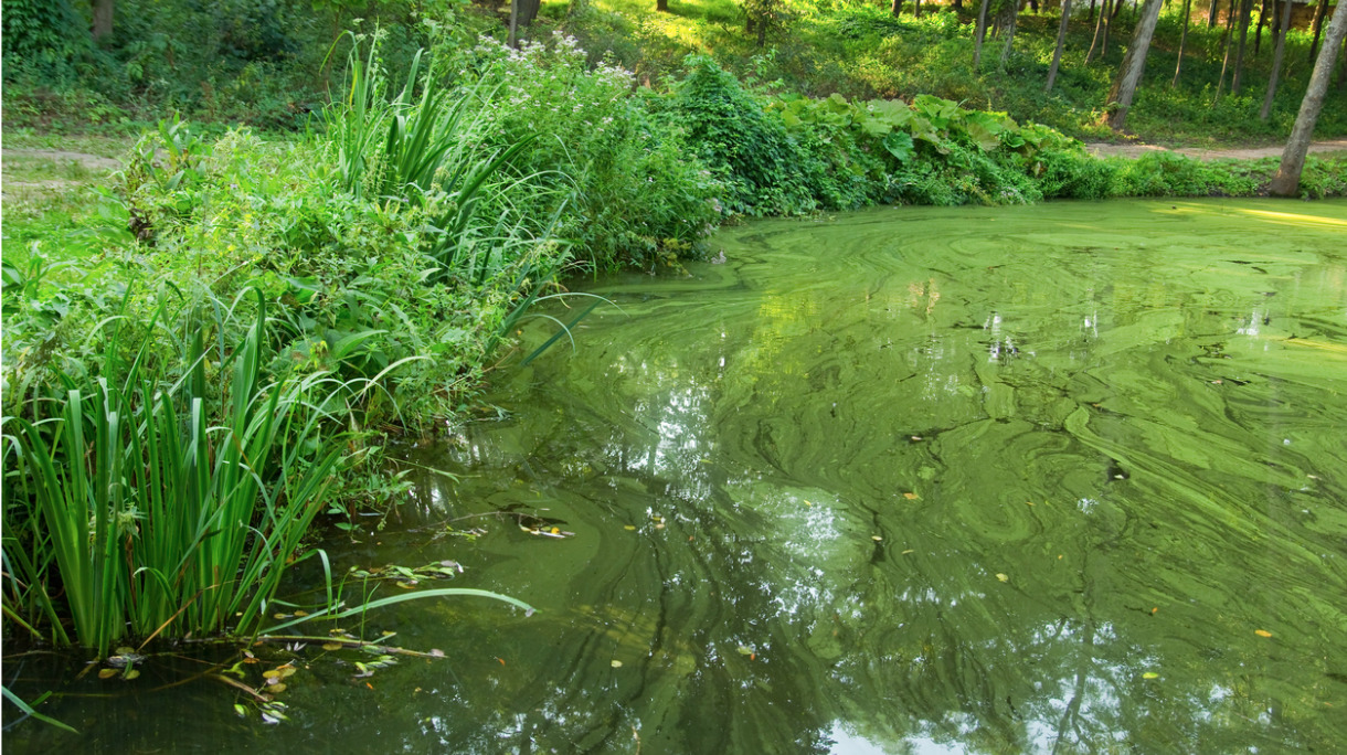 green-water-picture-id175535843