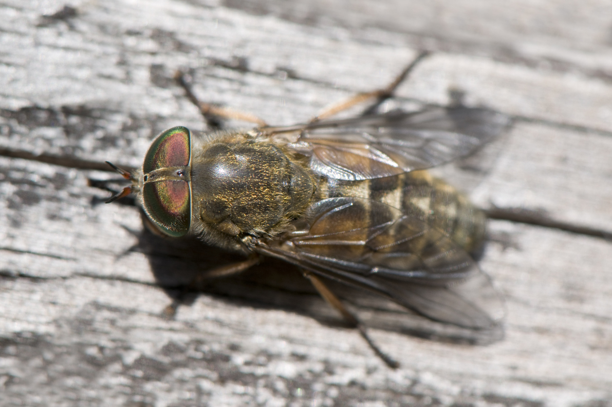 Horse fly