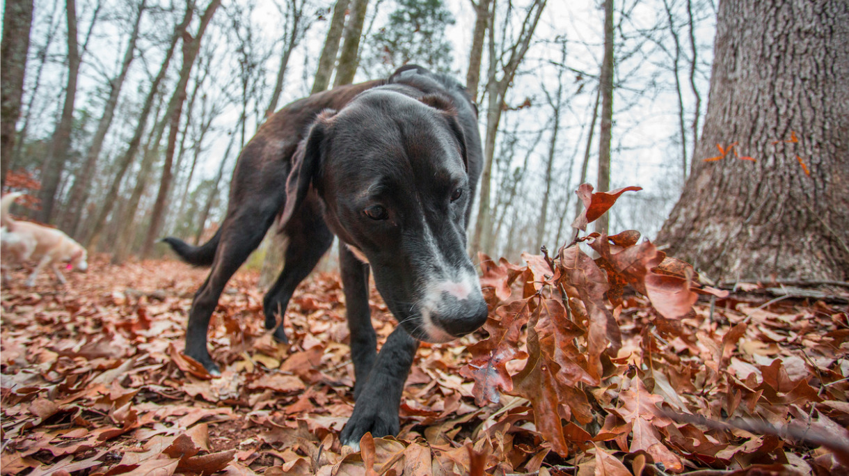 dog-tracking-a-scent-close-up-picture-id639905508