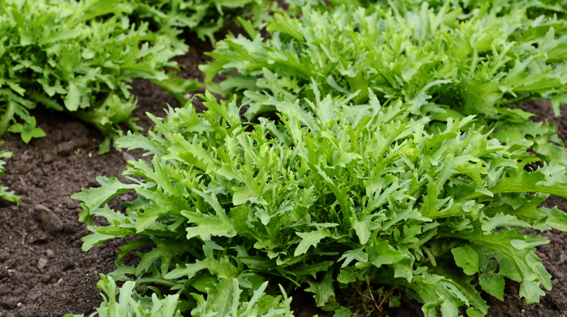 Curly Endives