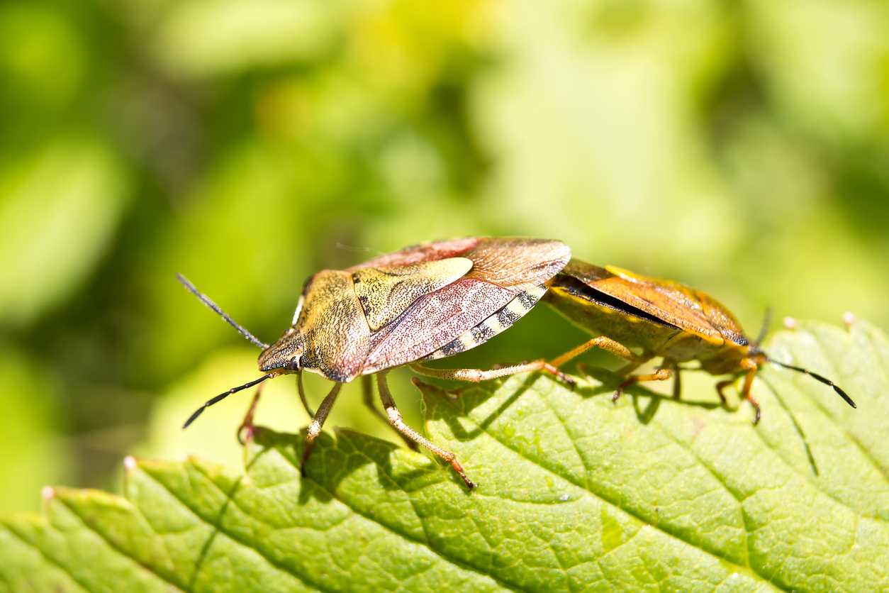 Forest bug or forest bug