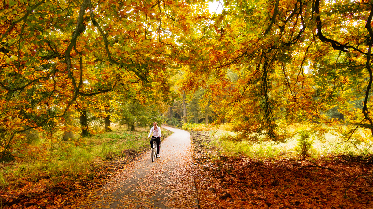 pol-herfst