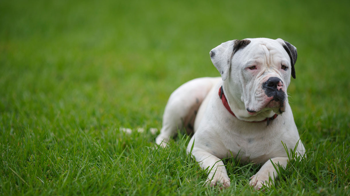 americanbulldog