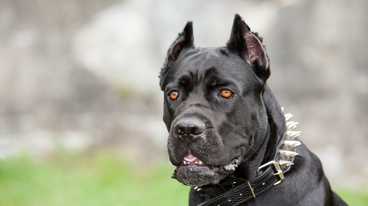 The black dog