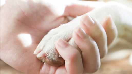 Girl holding paws and dog head, toned.
