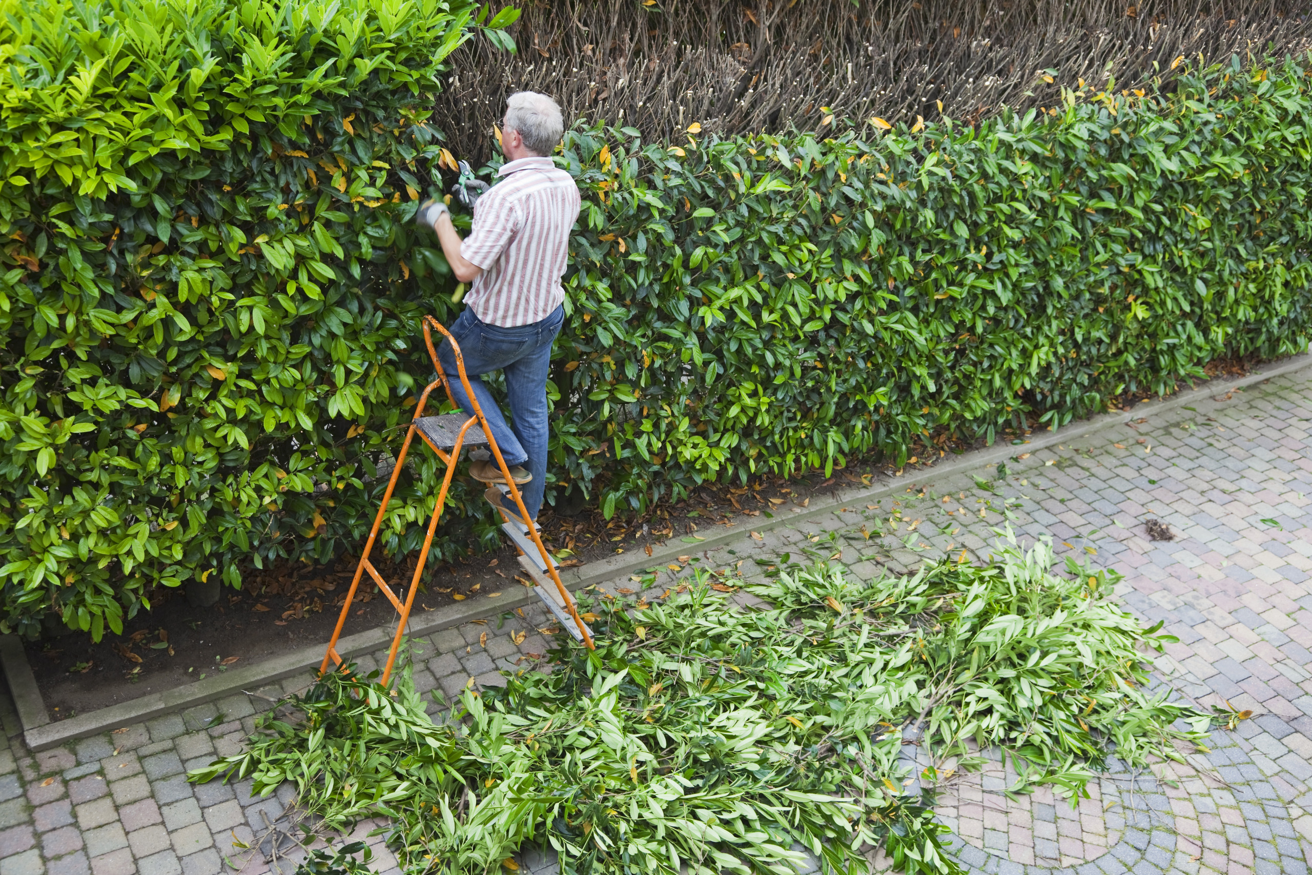 Cutting the trees # 6 XXXL