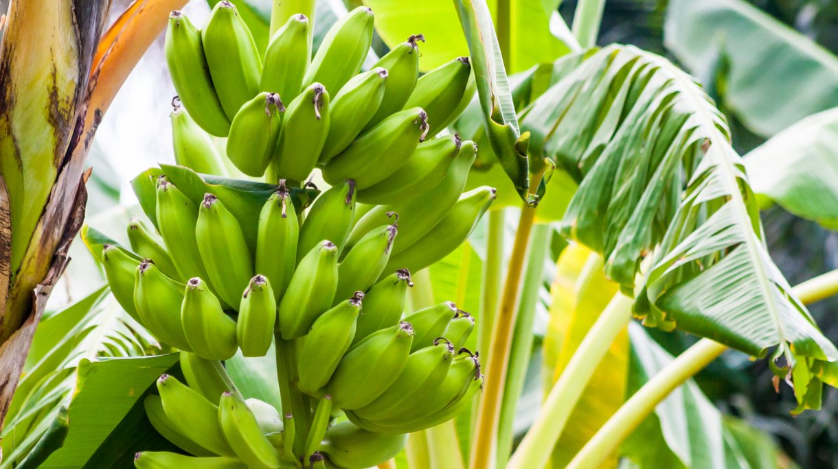 groene-bananen