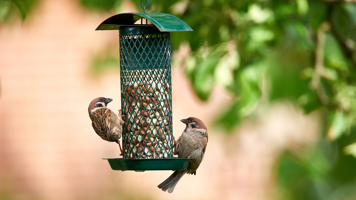 vogels-hoofdbeeld