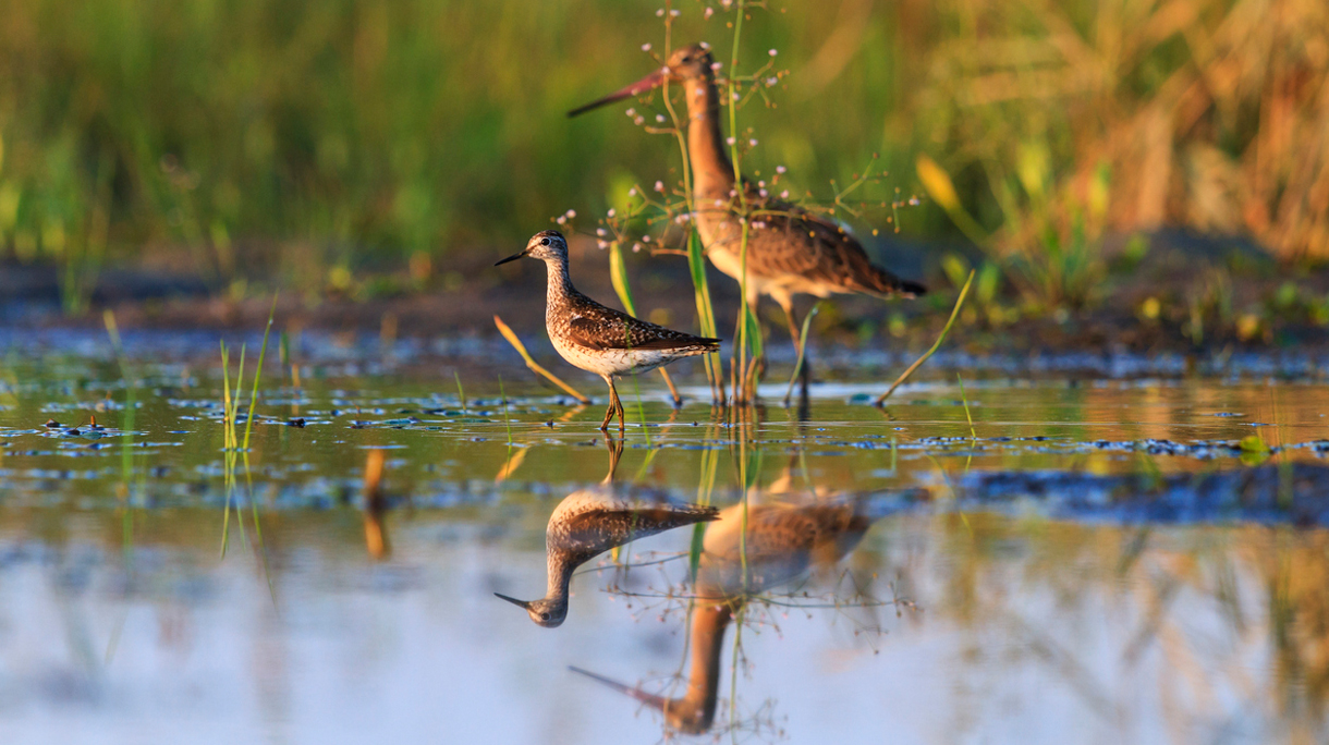 weidevogels