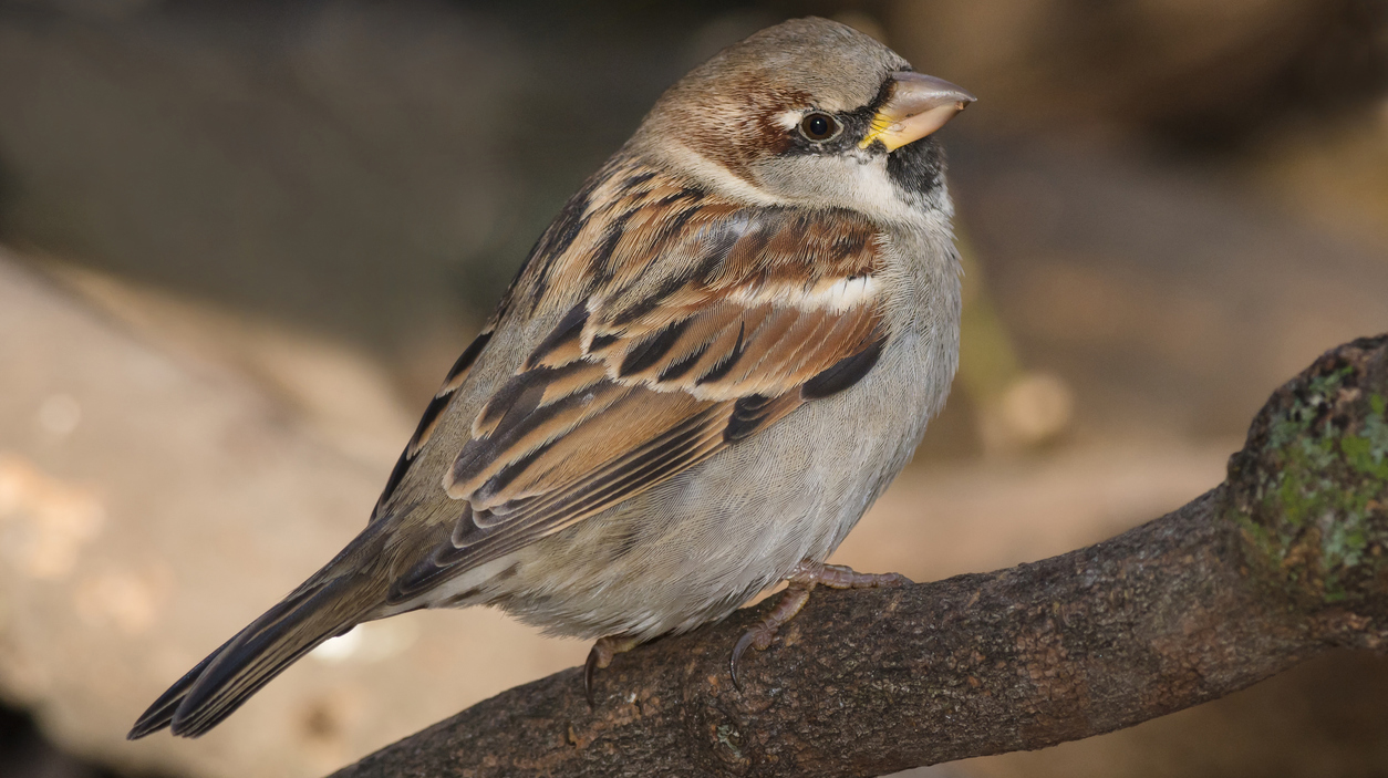 House Sparrow